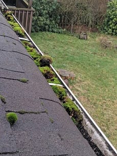 A gutter clogged with moss requiring cleaning as part of gutter care